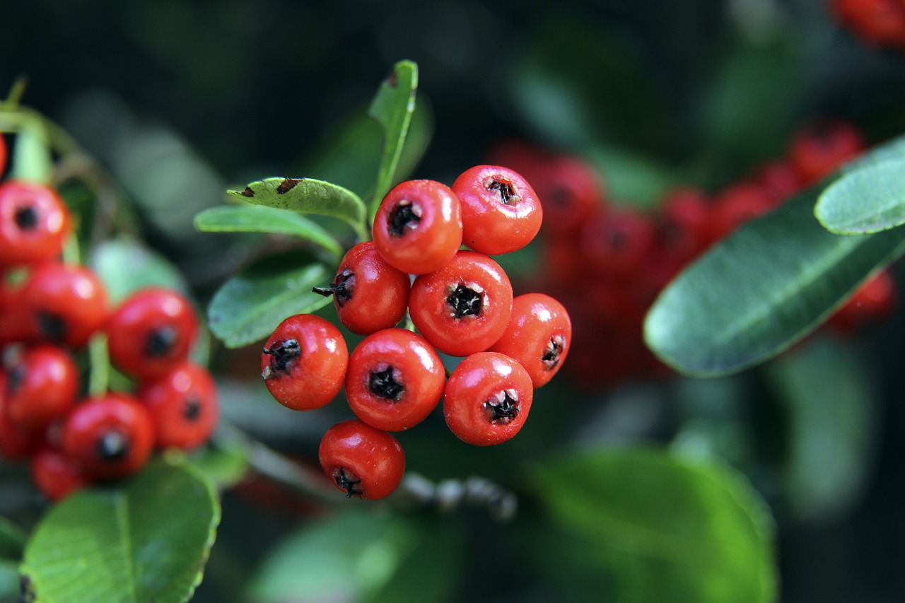 解雇尼科 解雇尼科