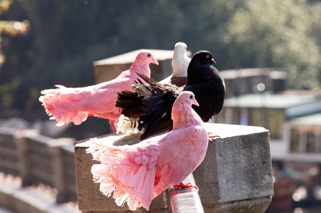 凭借严格的 凭借严格的